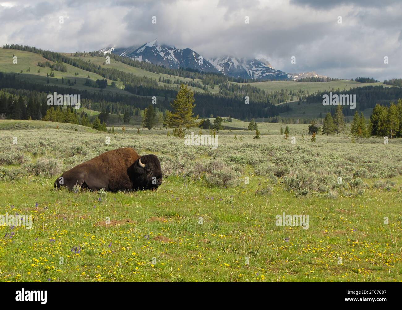 One buffalo bison resting on the prairie grass with the hills and mountains of Montana and Wyoming in the background with snow-caps. Stock Photo
