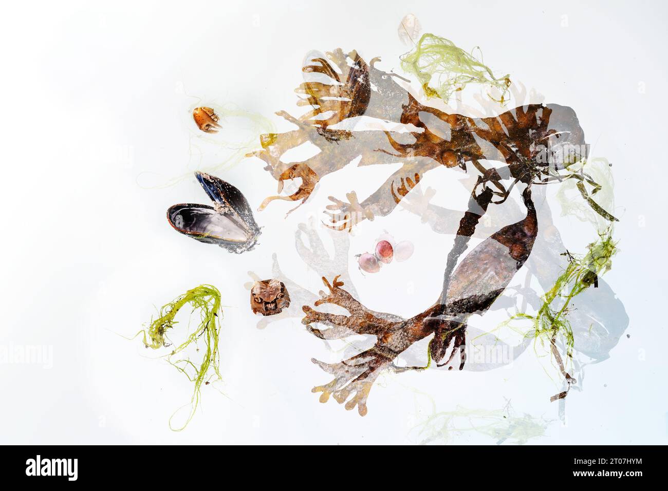 Abstract composition of seaweed, shells, sand and stranded goods as double exposure on a light background, concept for environmental protection of sea Stock Photo
