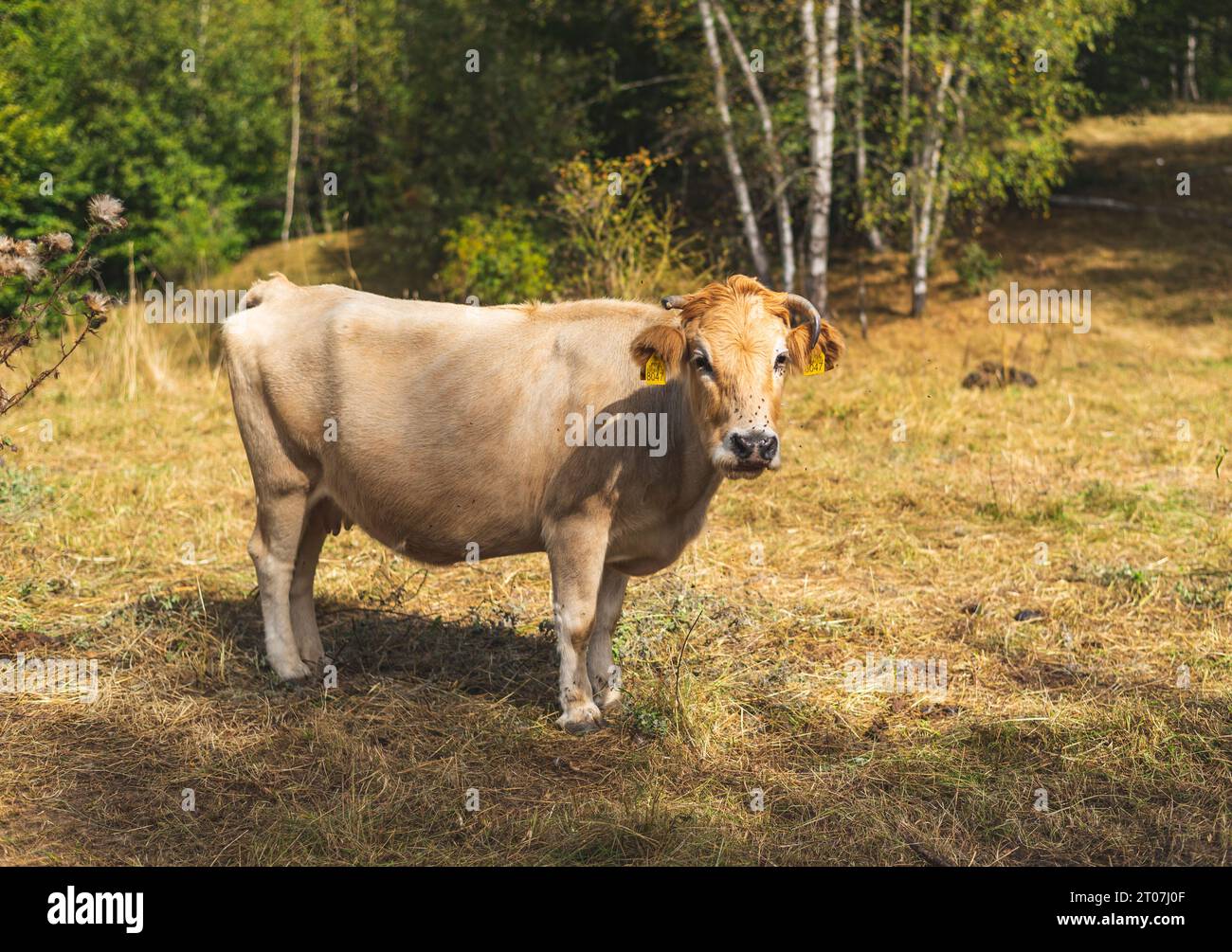 The Busha is a breed or group of breeds of small short-horned cattle distributed in south-eastern Europe Stock Photo