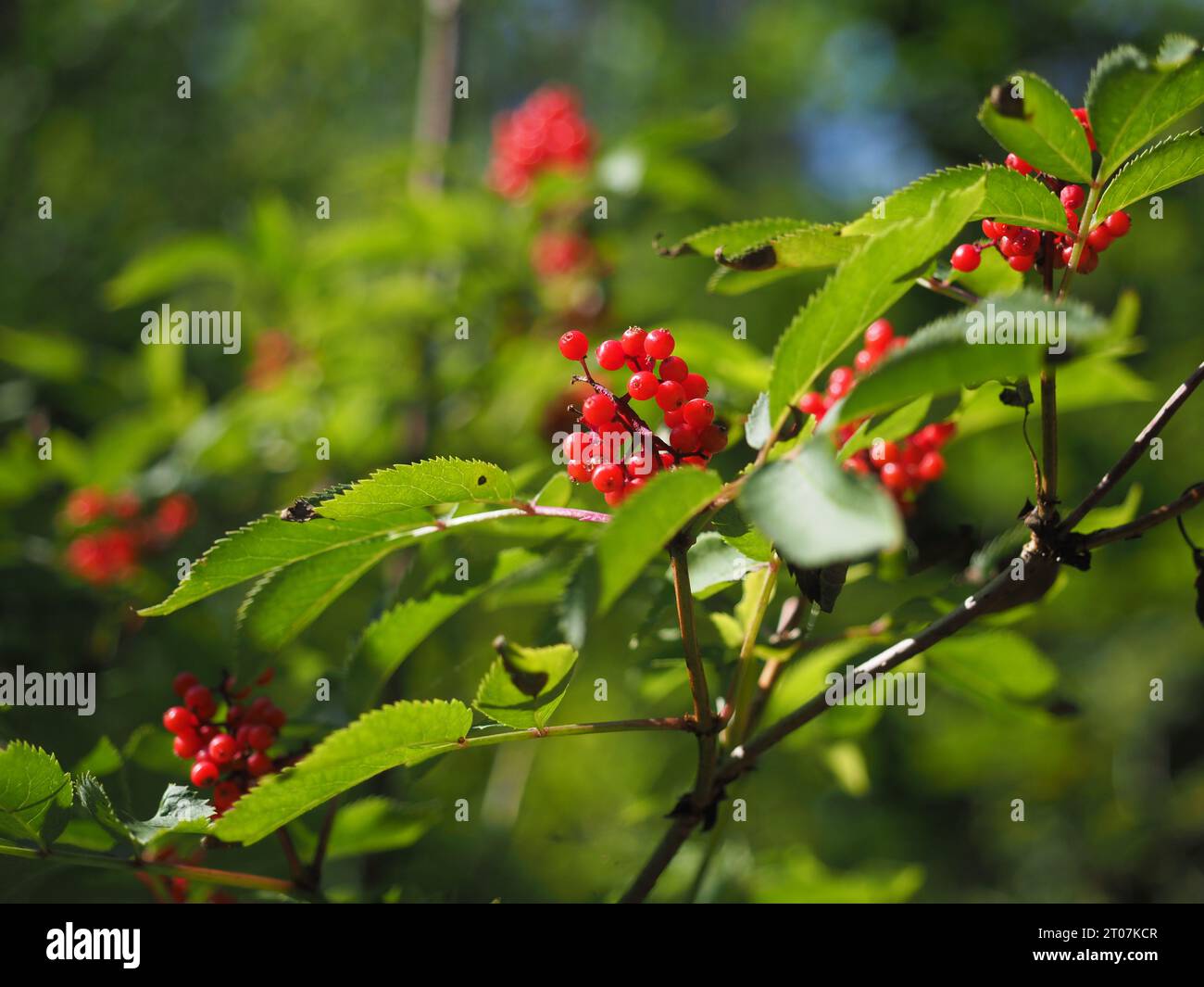 Red elderberry (Sambucus racemosa) in rural Poland Stock Photo