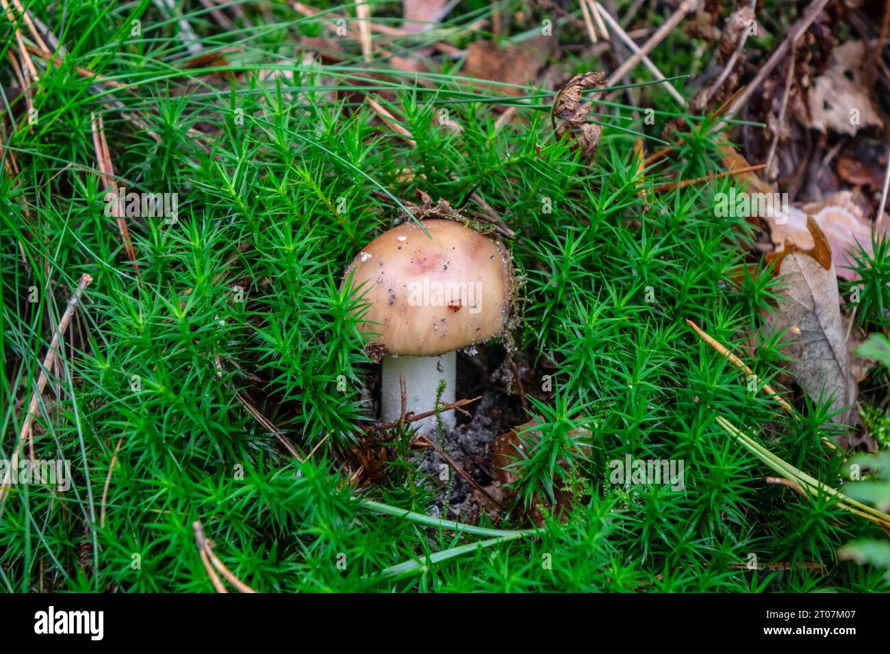 A forest mushroom growing among fallen leaves in the woods Stock Photo