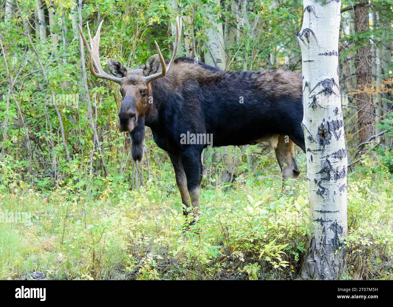 Bull moose in rut Stock Photo