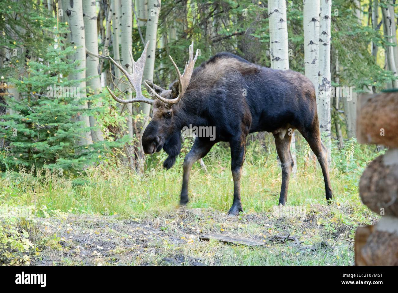 Bull moose in rut Stock Photo