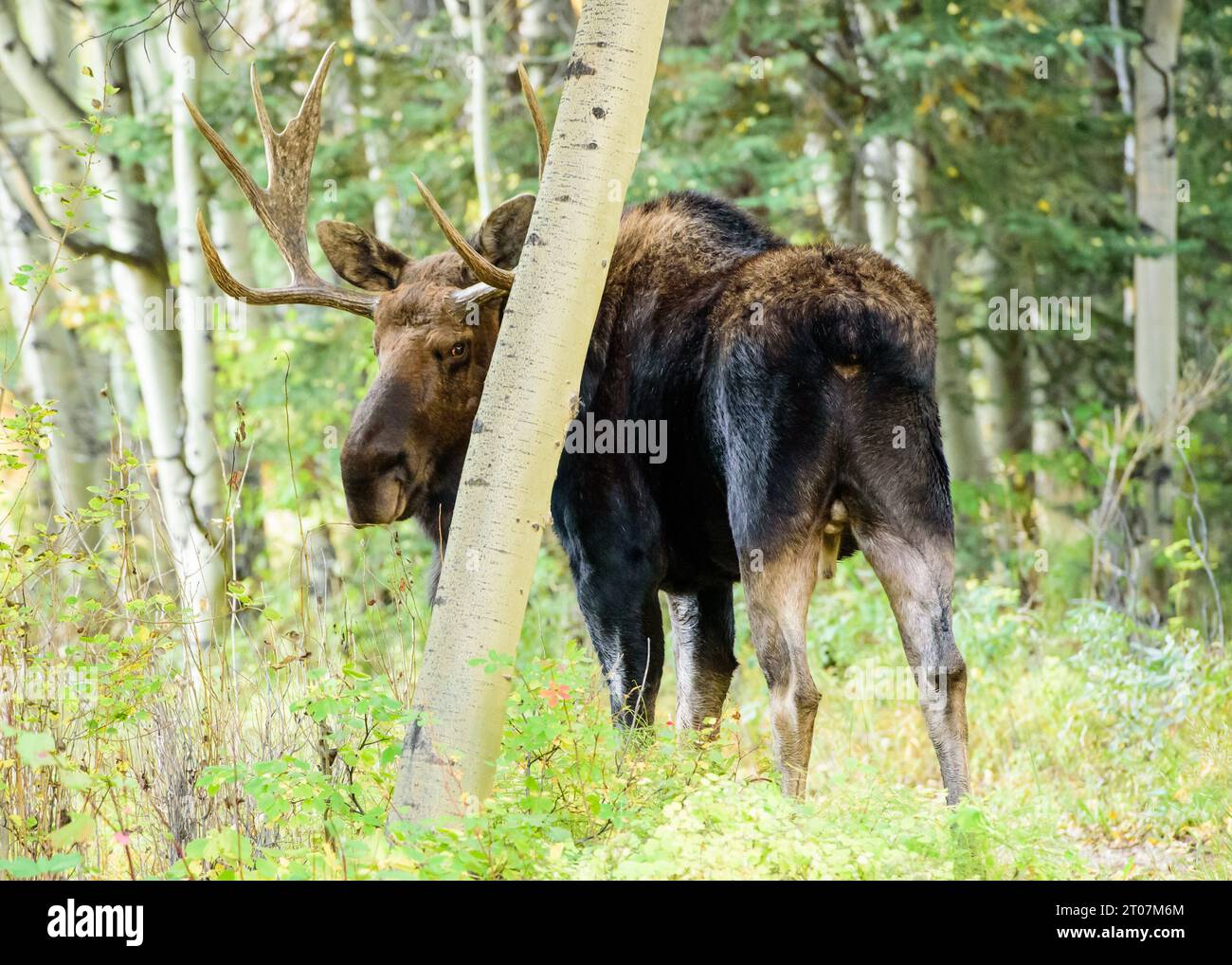 Bull moose in rut Stock Photo