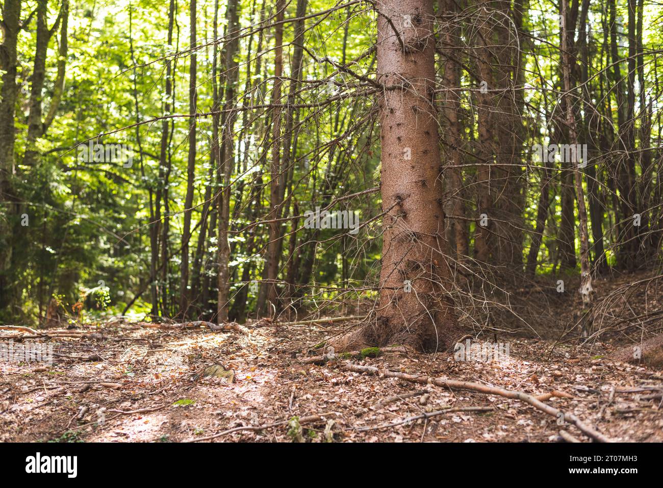 Pine tree in pine forest on mountain Stock Photo - Alamy