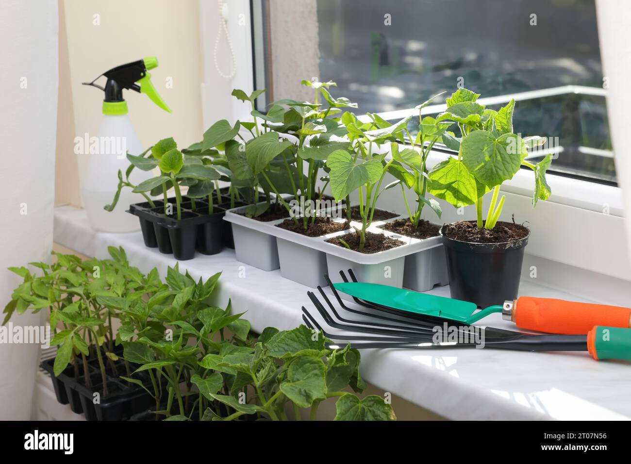 Seedlings growing in plastic containers with soil and gardening tools