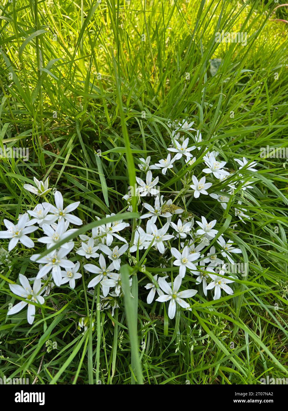 Beautiful white Ornithogalum flowers and green grass growing outdoors Stock Photo