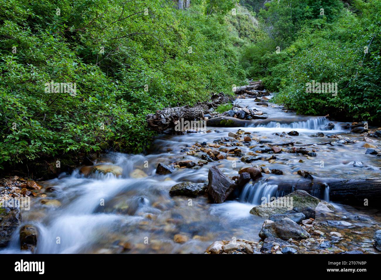 South Willow Creek flows through South Willow Canyon in Utah's Deseret Peak Wilderness Stock Photo
