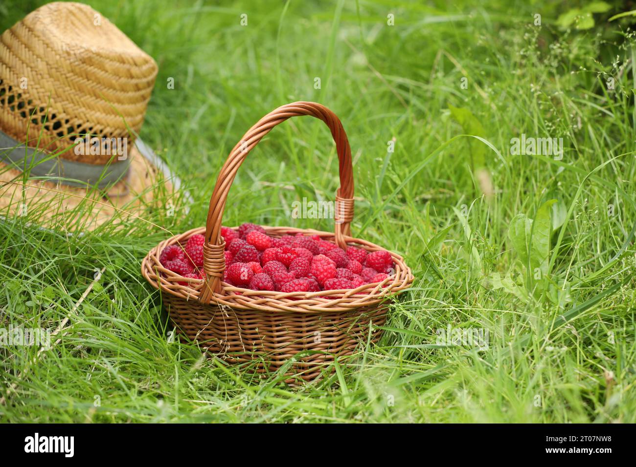 Wicker basket with ripe raspberries and straw hat on green grass ...