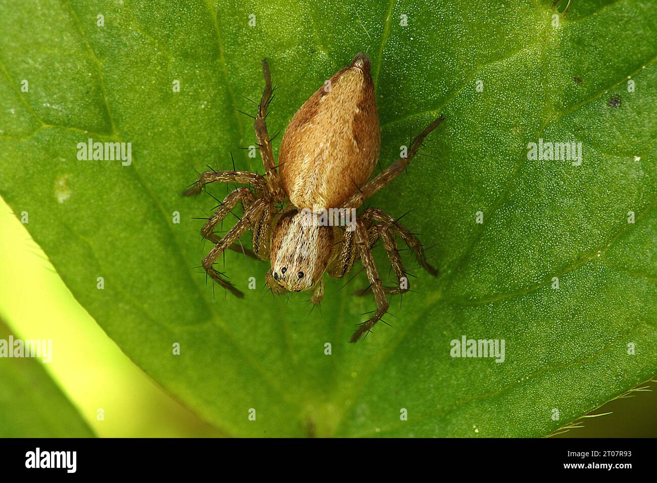 Macro image of graceful lynx spider (Oxyopes gracilipes) on a leaf Stock Photo