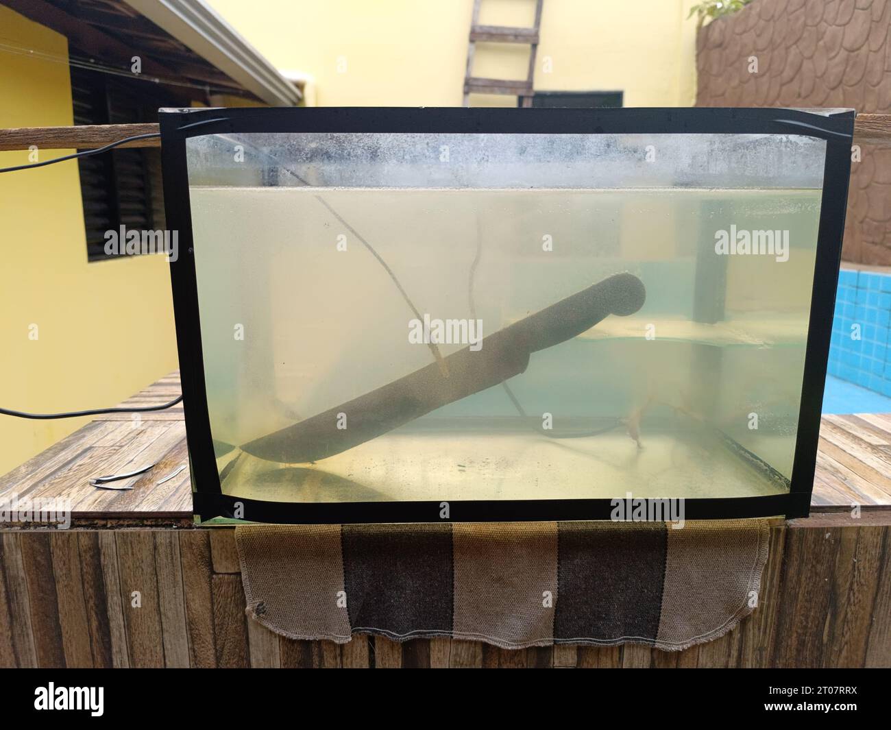 Gallery Detail: Aquarium With Machete Undergoing Electrolysis Process To Remove Rust
