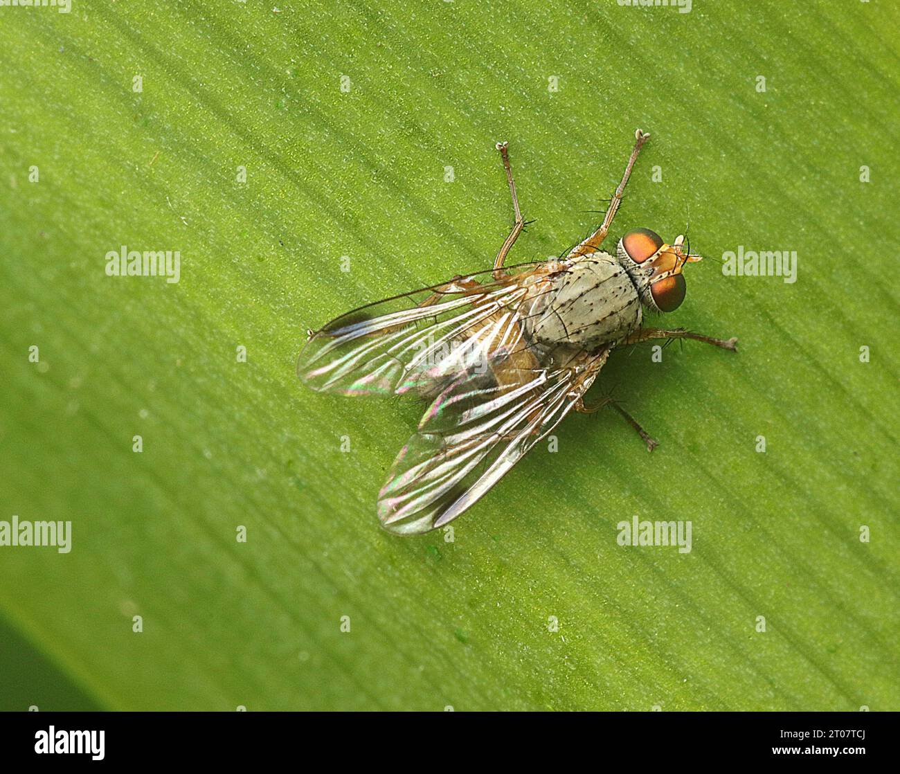 Dipterean house fly (Pygophora apicalis) Stock Photo