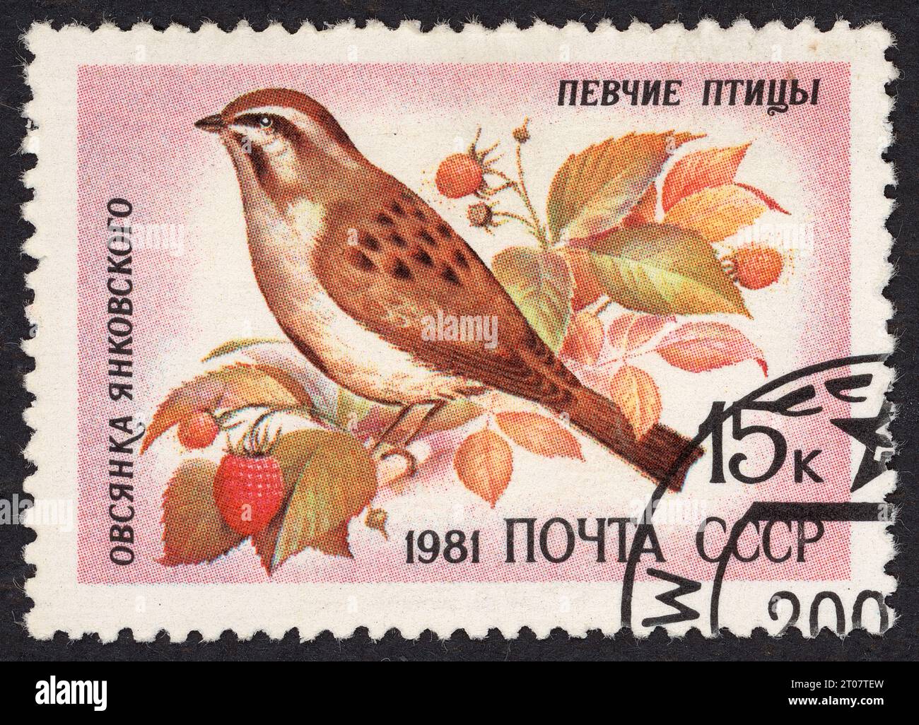 The Jankowski's bunting or rufous-backed bunting – Songbirds series. (Овсянка Янковского – Певчие птицы). Postage stamp issued in the USSR in 1981. Stock Photo