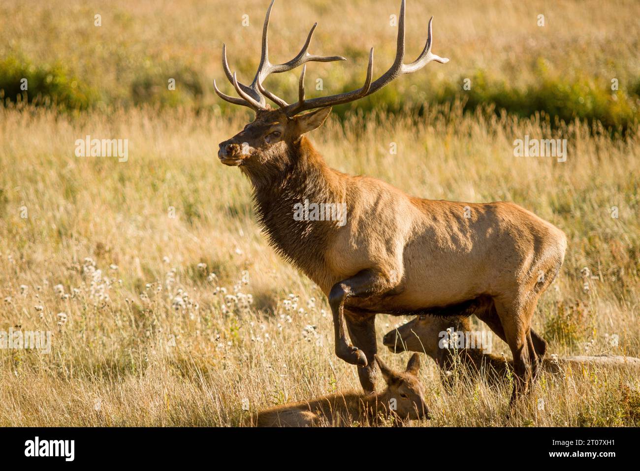 Bull elk during the fall rut Stock Photo - Alamy