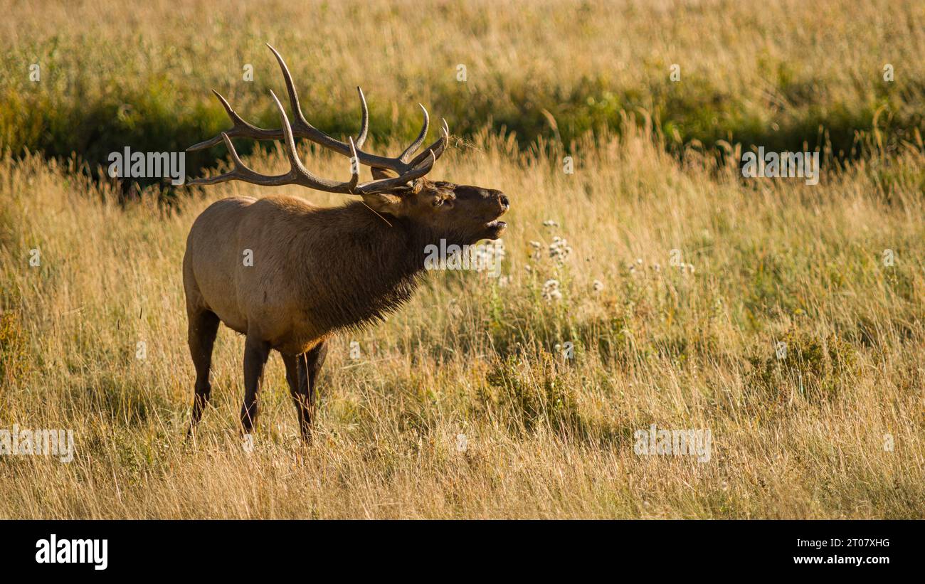 Bull elk during the fall rut Stock Photo - Alamy
