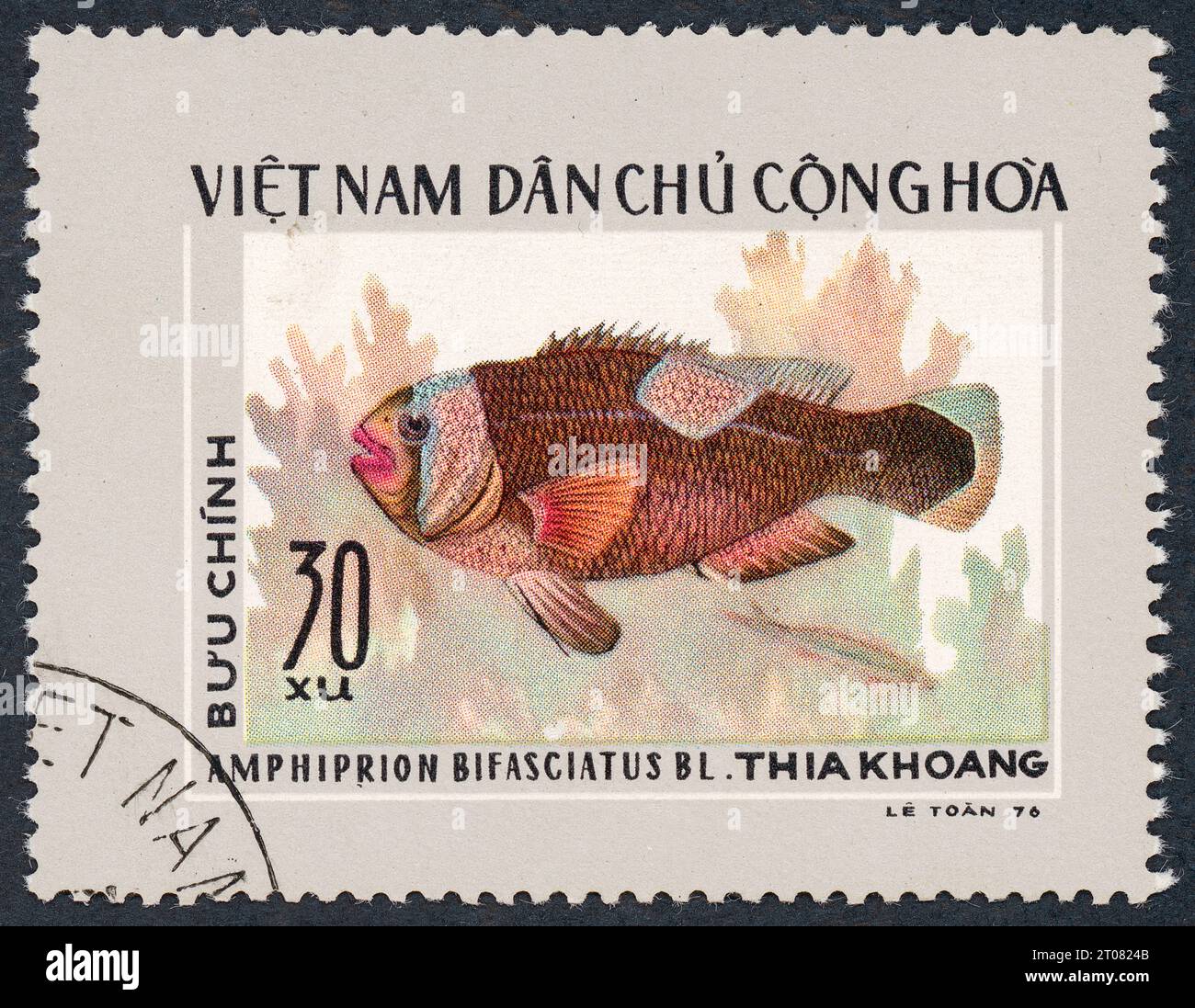 Saddleback clownfish (Amphiprion polymnus, also Amphiprion bifasciatus). Postage stamp issued in Vietnam in 1976. Stock Photo