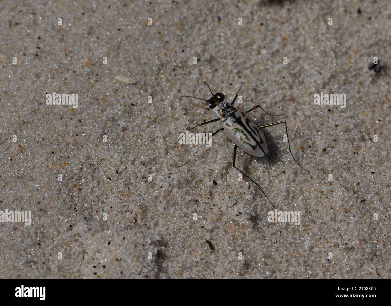 Eastern Beach Tiger Beetle (Habroscelimorpha dorsalis), Shackleford Banks, NC, USA Stock Photo