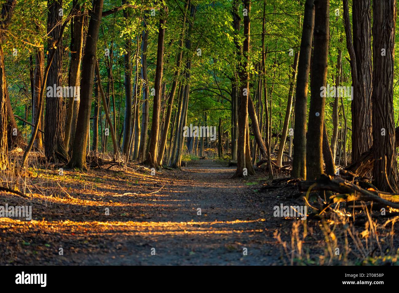 Long walking path in a forest with late afternoon autumn golden sun from the side. Stock Photo