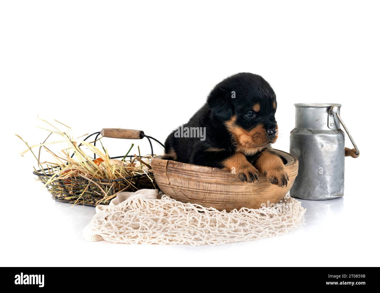 puppy rottweiler in front of white background Stock Photo