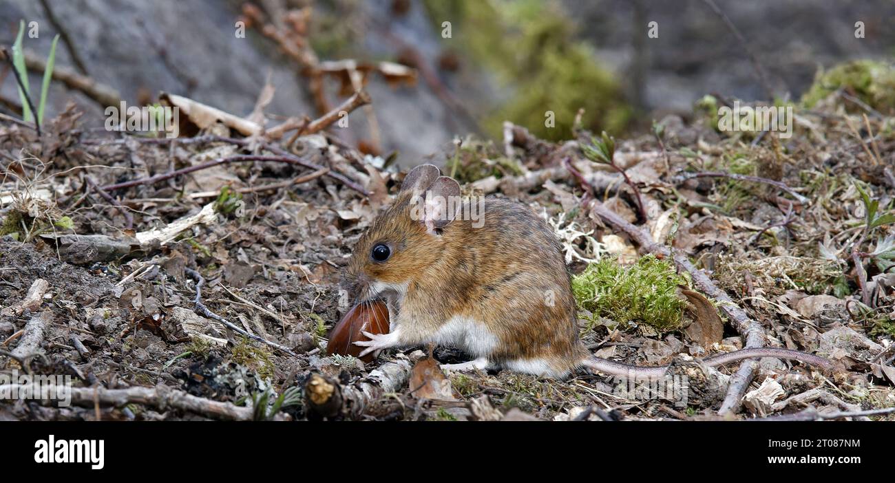 Yellow-necked mouse with Acorn Stock Photo