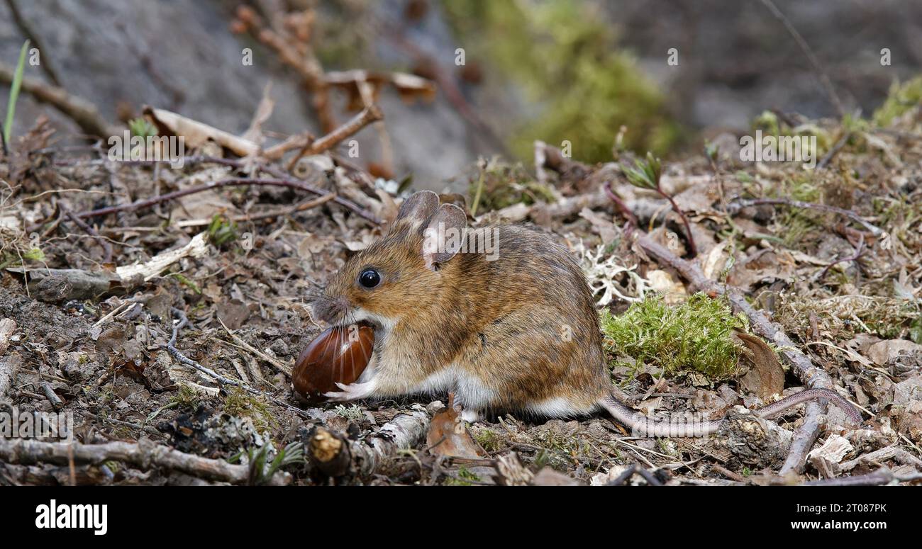 Yellow-necked mouse with oaknut Stock Photo