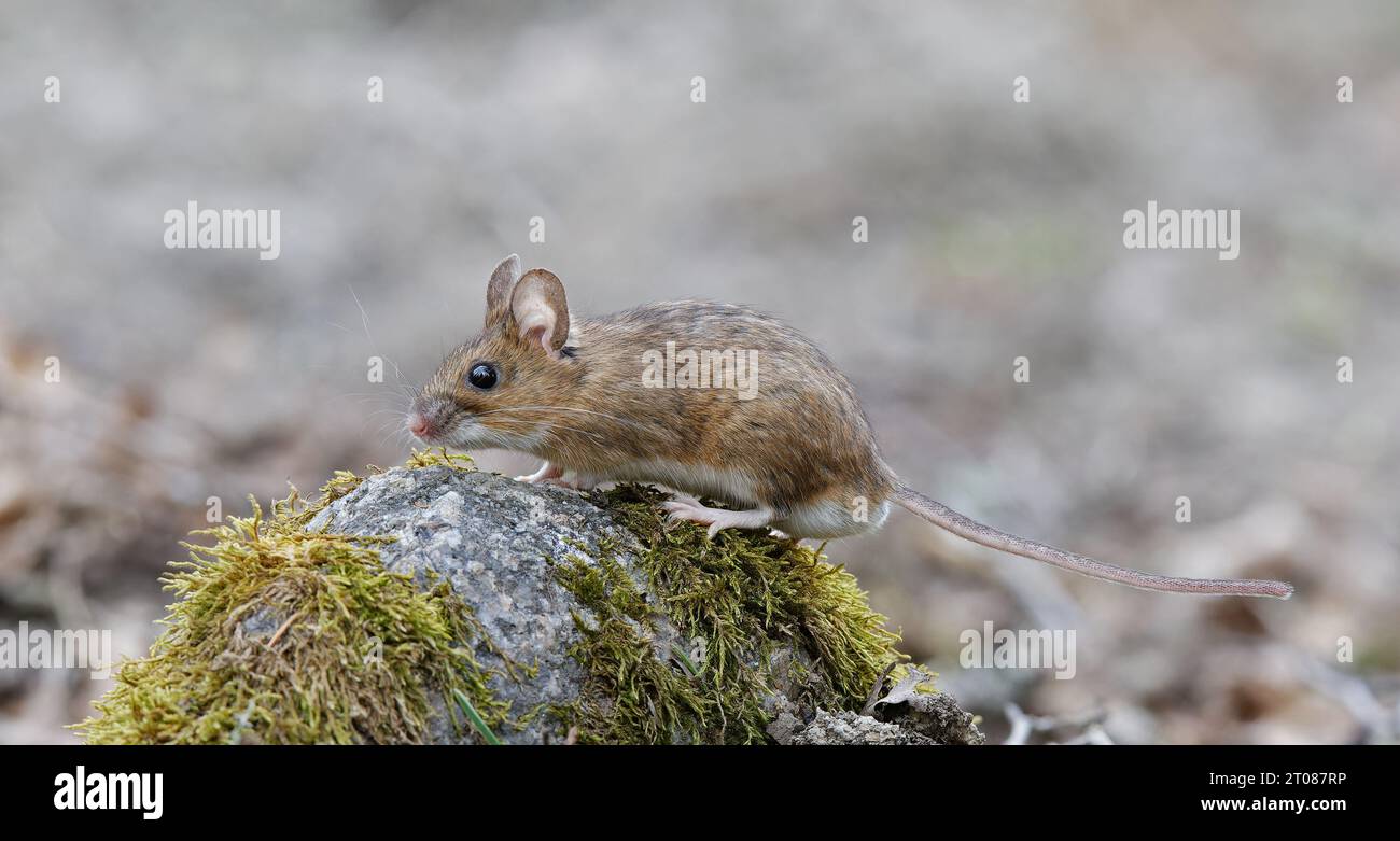 Yellow-necked mouse standing on stone Stock Photo