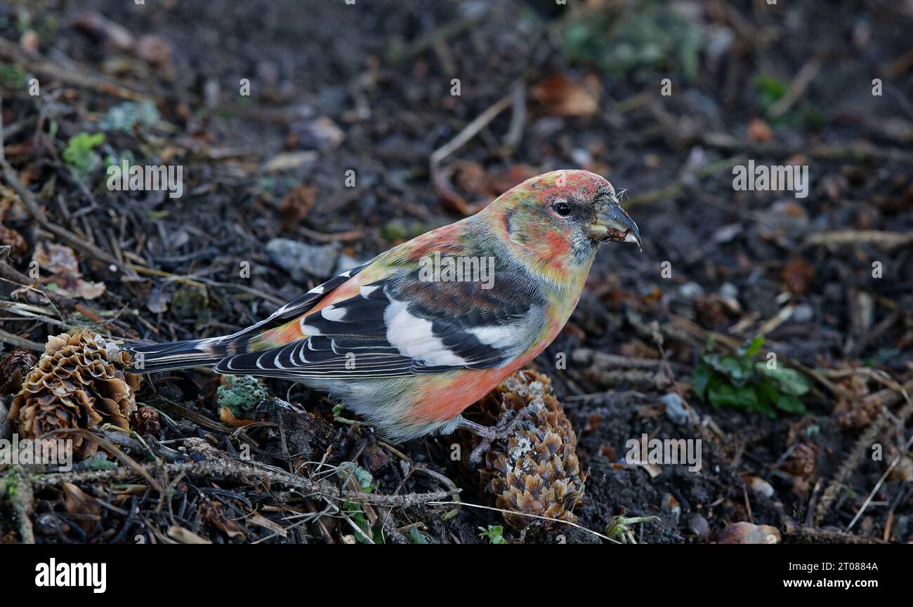 White-winged crossbill with Spruce cone. Stock Photo
