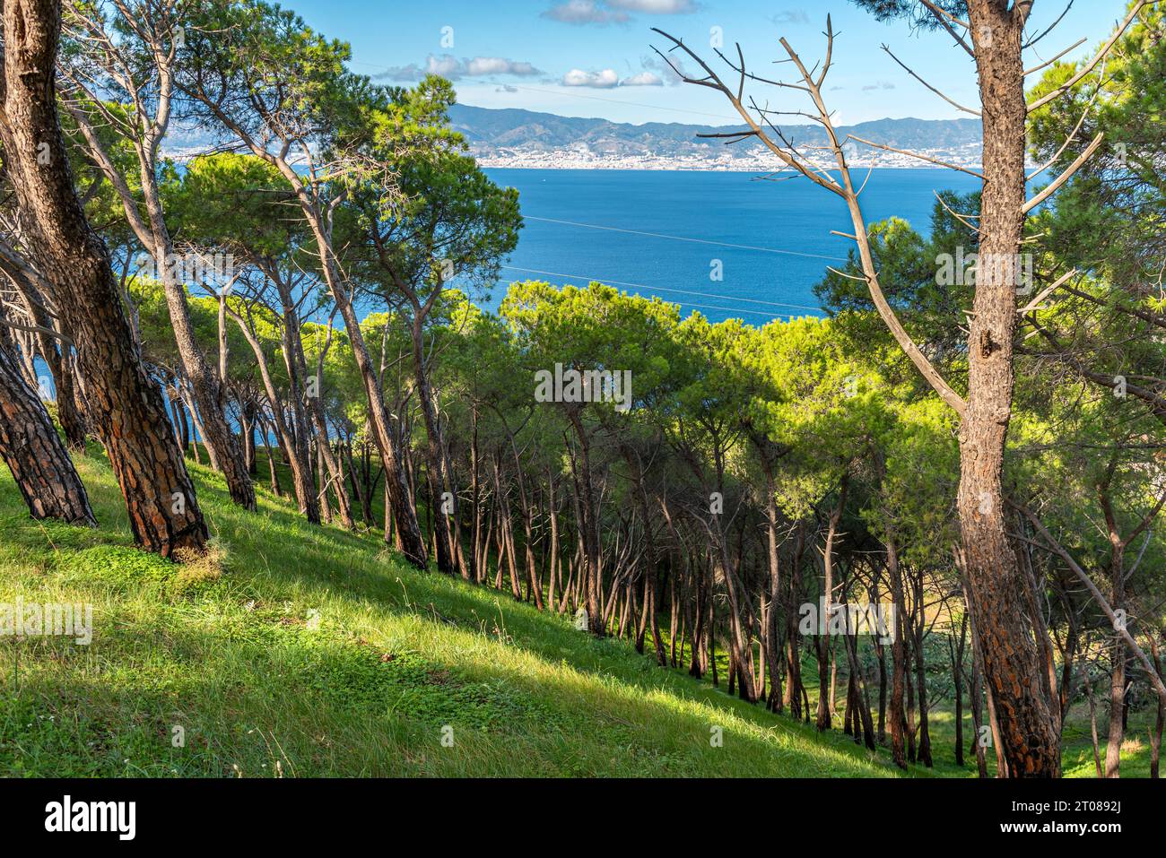 Alberi di pino su un versante della collina di Pentimele con vista sul mare Stock Photo