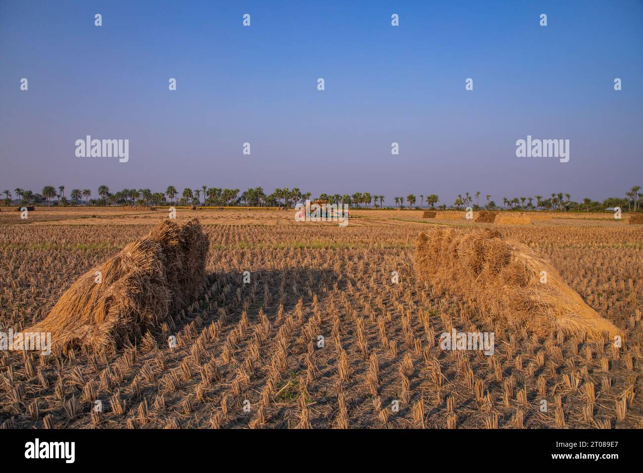 Bangladesh rice field hi-res stock photography and images - Alamy