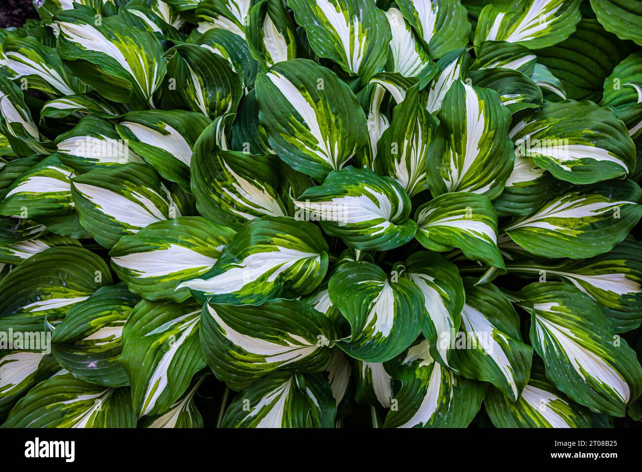 Nature green leaves with raindrop background text Stock Photo - Alamy