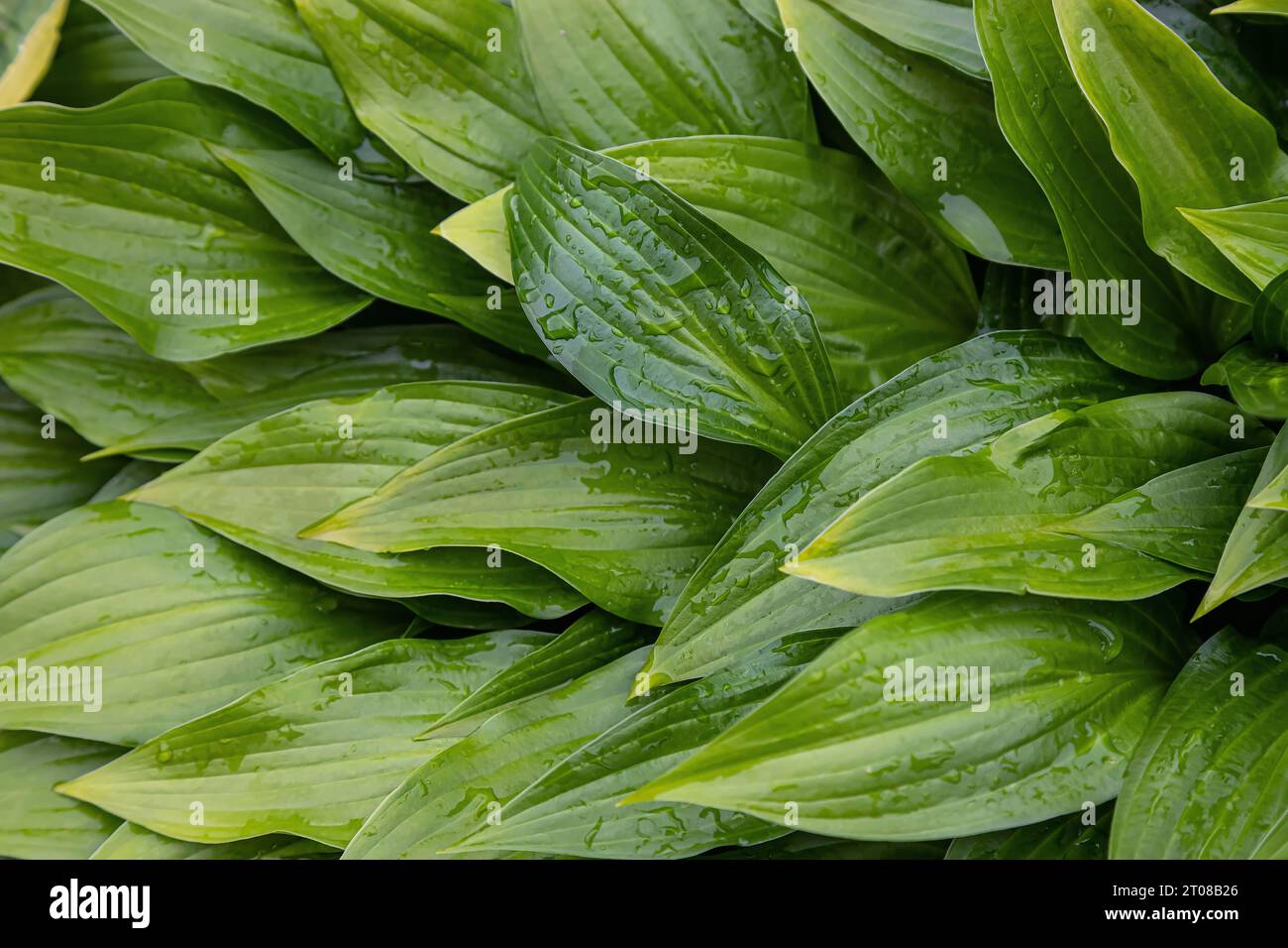 Nature green leaves with raindrop background texture Stock Photo - Alamy