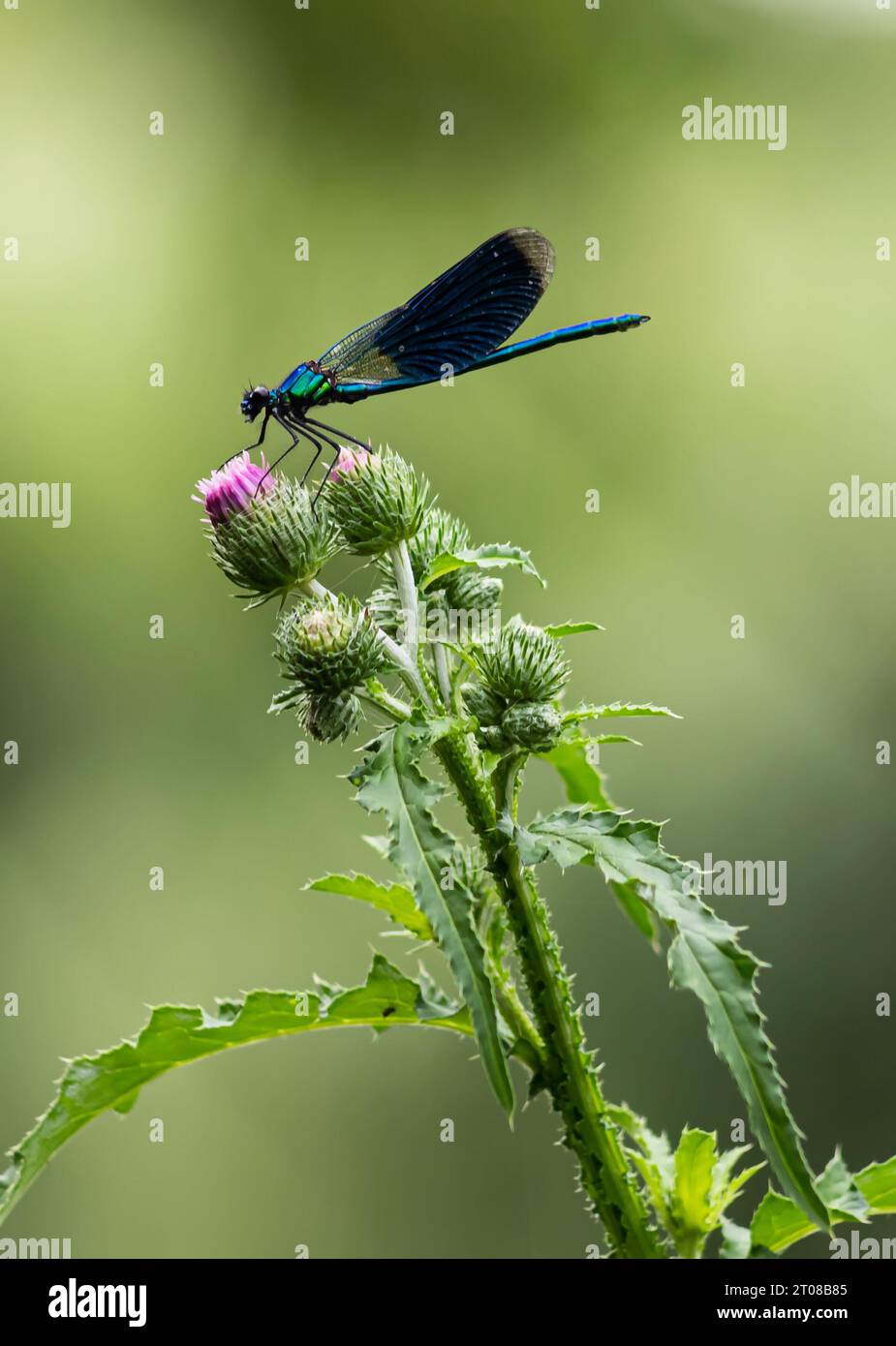 dragonfly on a plant close up sits on a green plant Stock Photo - Alamy