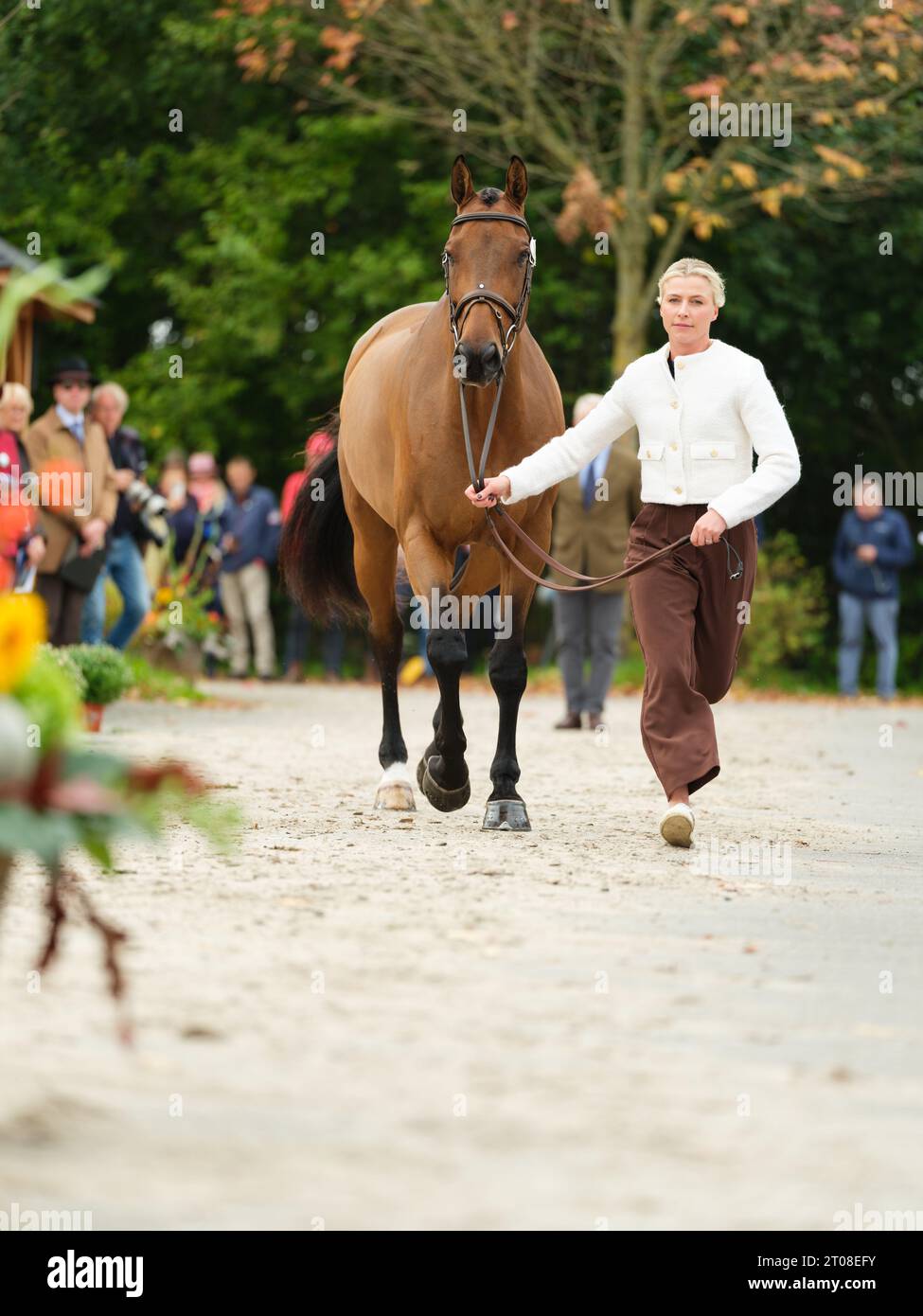 Georgie CAMPBELL of Great Britain with Global Quest during the first horse inspection at the Boekelo Horse Trials CCIO 4*-NC-L on October 4, 2023, Netherlands (Photo by Maxime David/MXIMD Pictures - mximd.com) Stock Photo