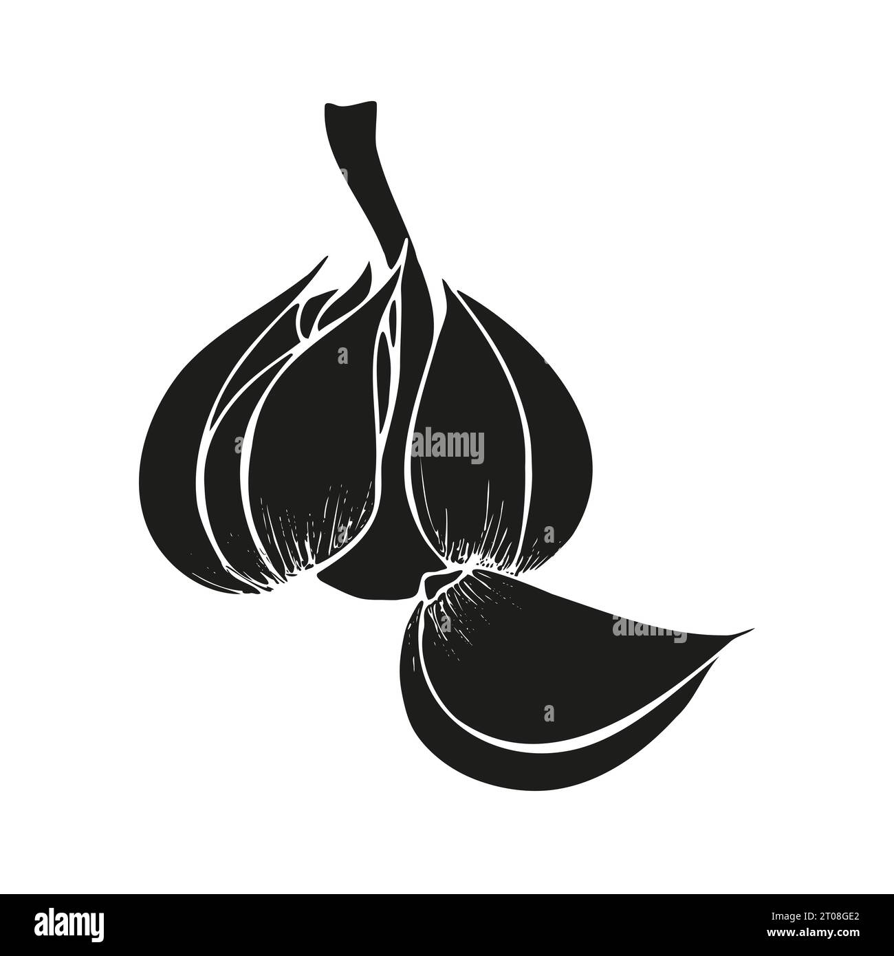 Black silhouette of Garlic with cloves, icon hand drawing, isolated on  white background. Vector illustration Stock Vector Image & Art - Alamy