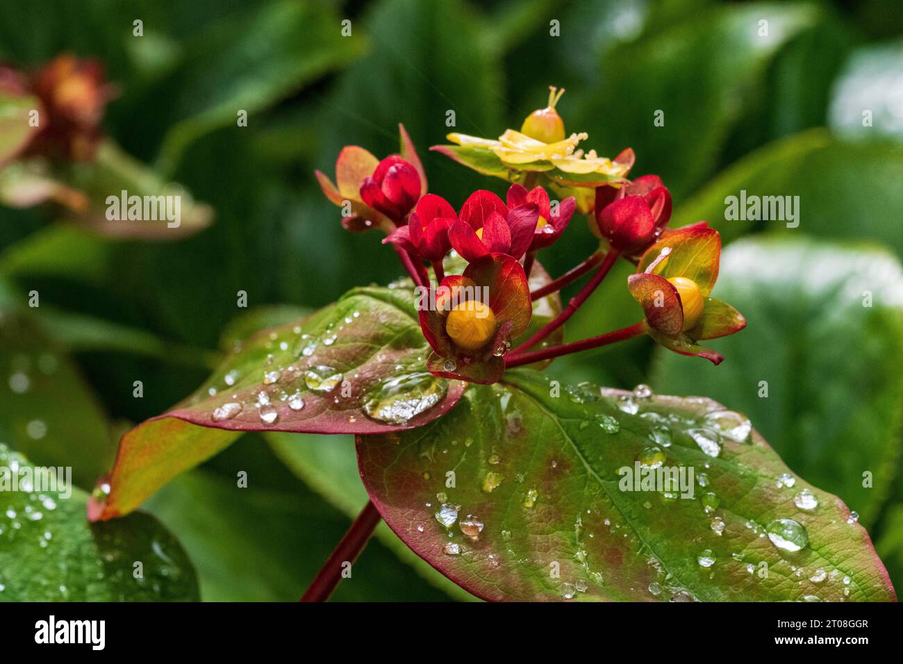 Tutsan (Hypericum androsaemum),  flower and half ripe fruit after rain Stock Photo