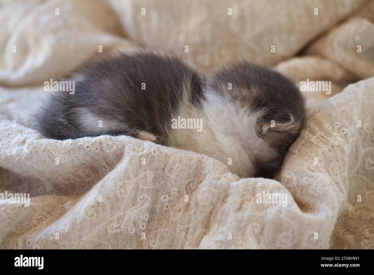 Sleeping baby kitten portrait. Love and adopt cat concept Stock Photo