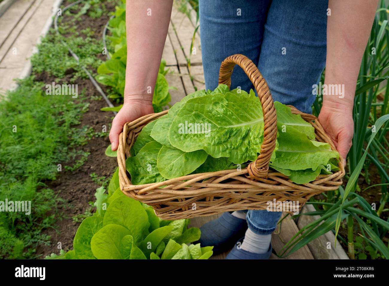Growing green salads and vegetables in a greenhouse. Hydroponics grows in a greenhouse. The gardener cuts green lettuce leaves and puts them in a bask Stock Photo