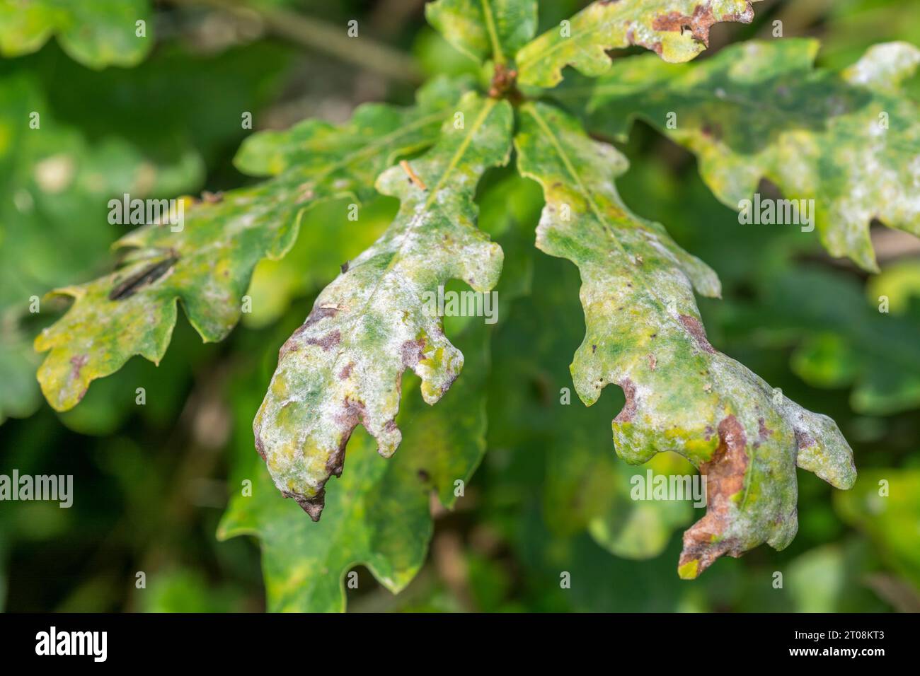 Oak leaves with powdery mildew fungus  - possibly Erysiphe alphitoides. Commonly seen Autumn time. Focus on leaf surface just below 9 to 3 horizon. Stock Photo