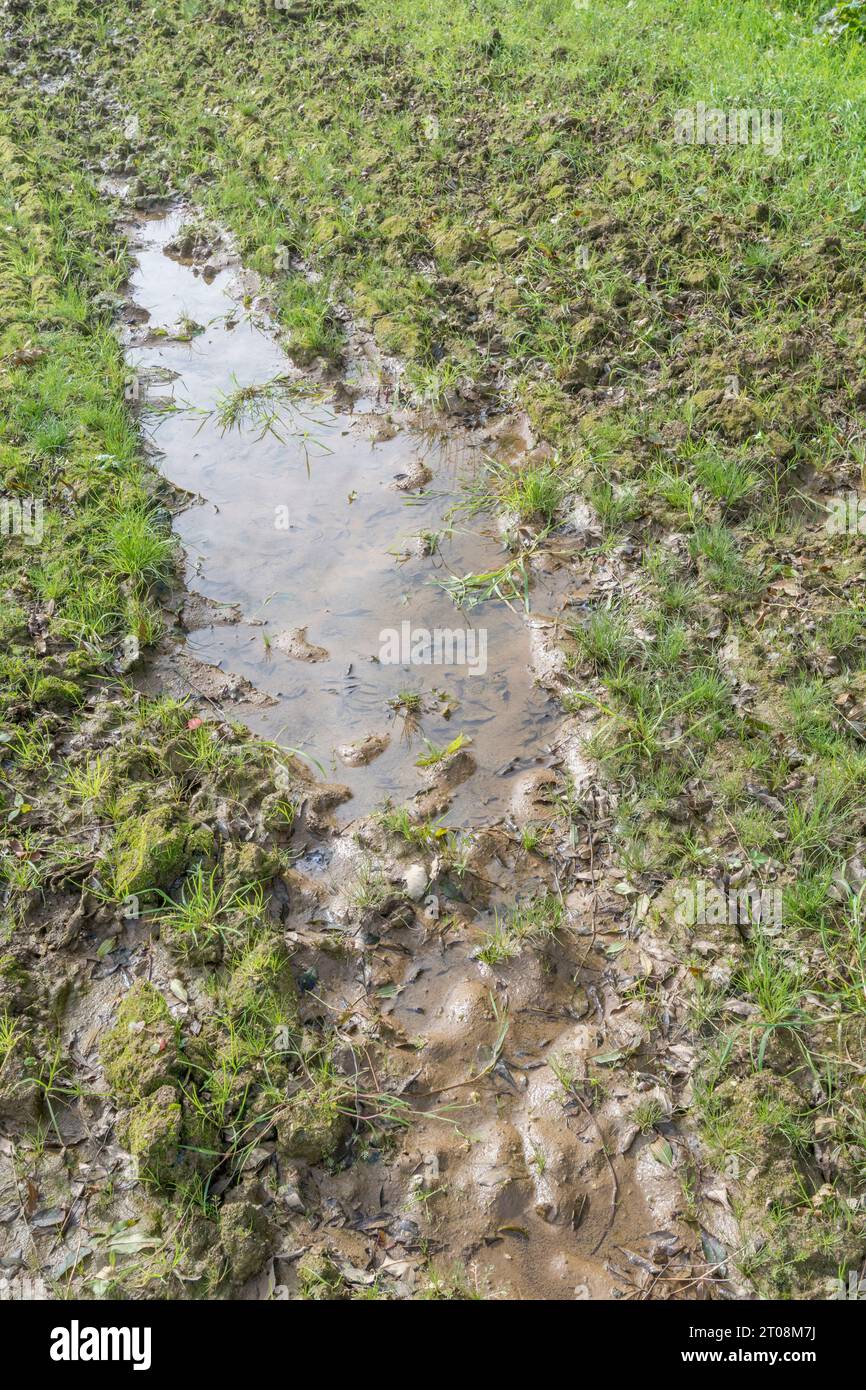 Autumnal post-harvested field waterlogged from autumn rains and bad field drainage. For seasonal weather and land management. Stock Photo