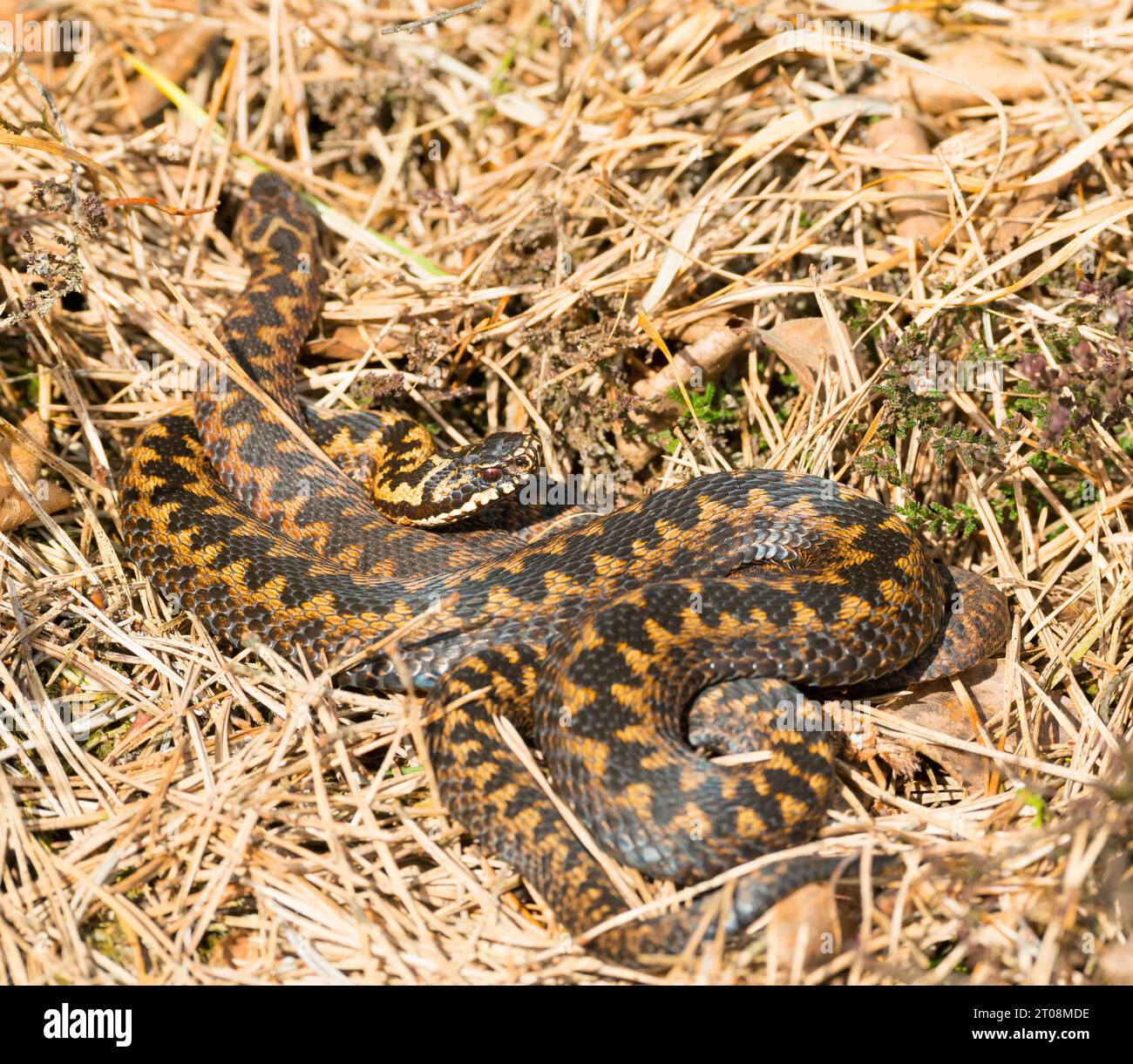 Swamp adder hi-res stock photography and images - Alamy