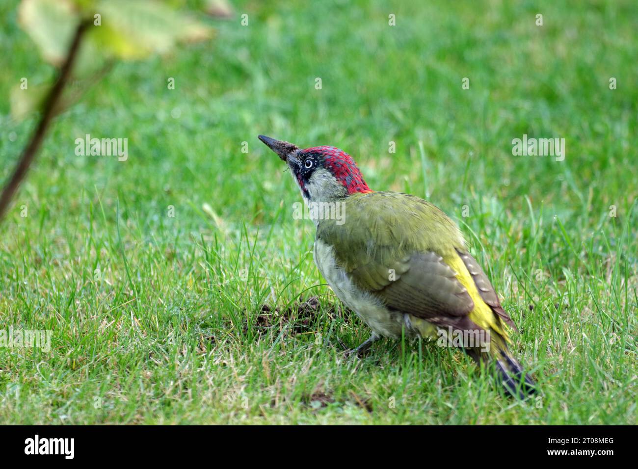 European green woodpecker (Picus viridis), male, bird, plumage, green, beak, lawn, Germany, The green woodpecker is sitting on the lawn, on its beak Stock Photo