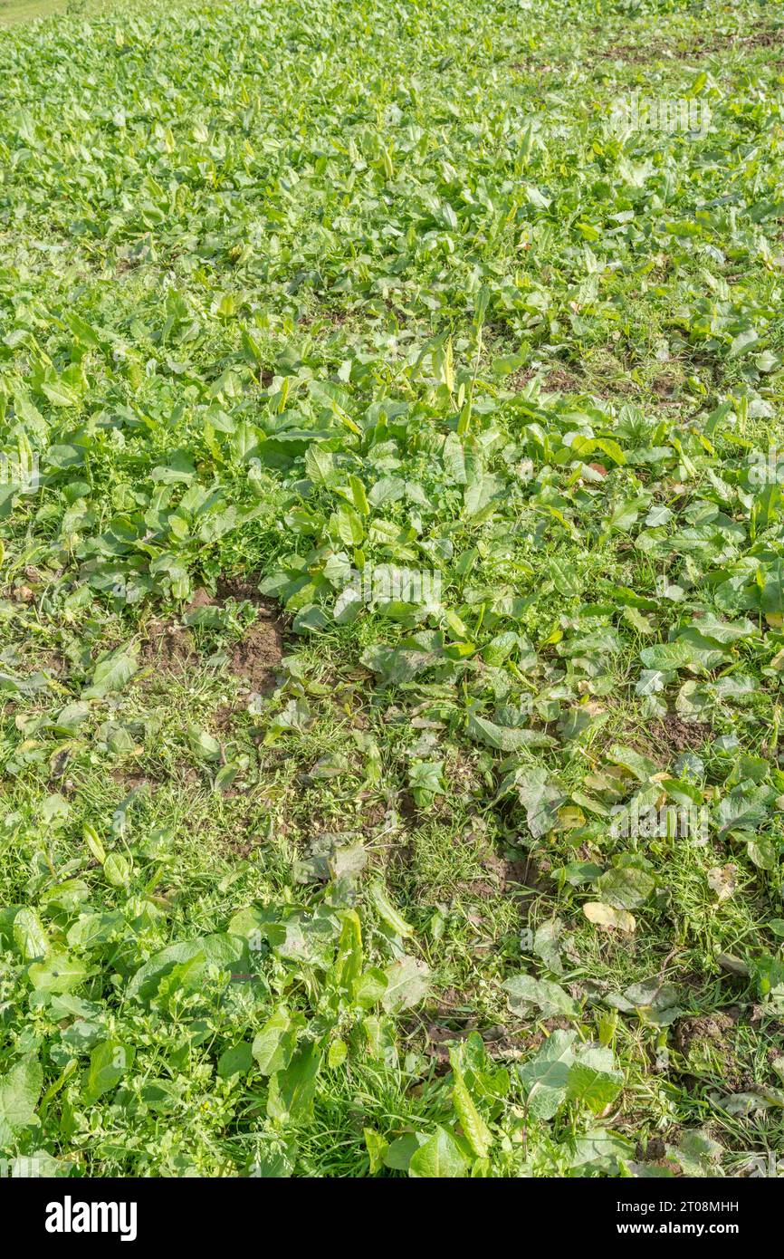 Broad leaved weed hi-res stock photography and images - Alamy