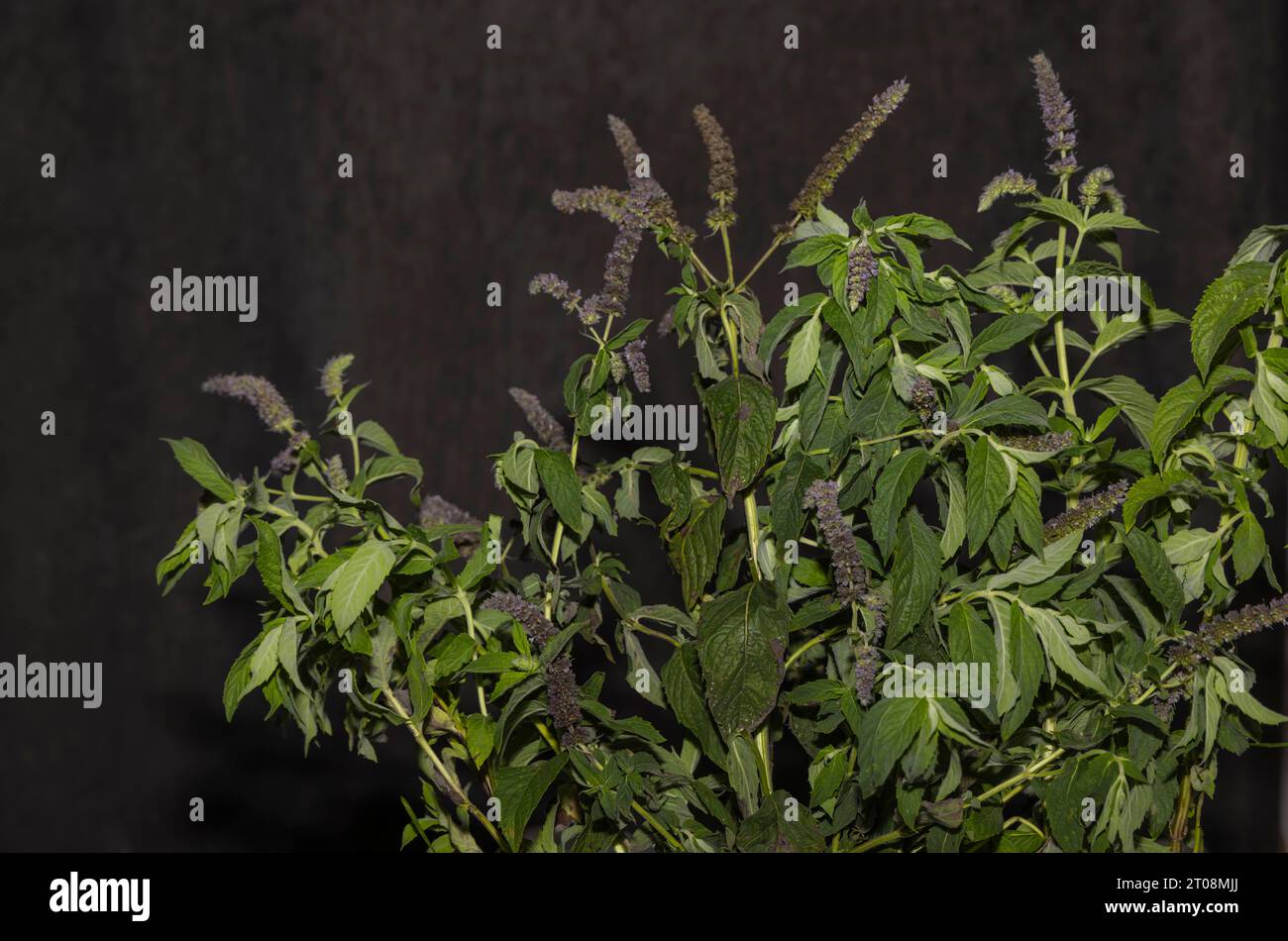 Sage (Salvia officinalis) with fruiting stem Stock Photo