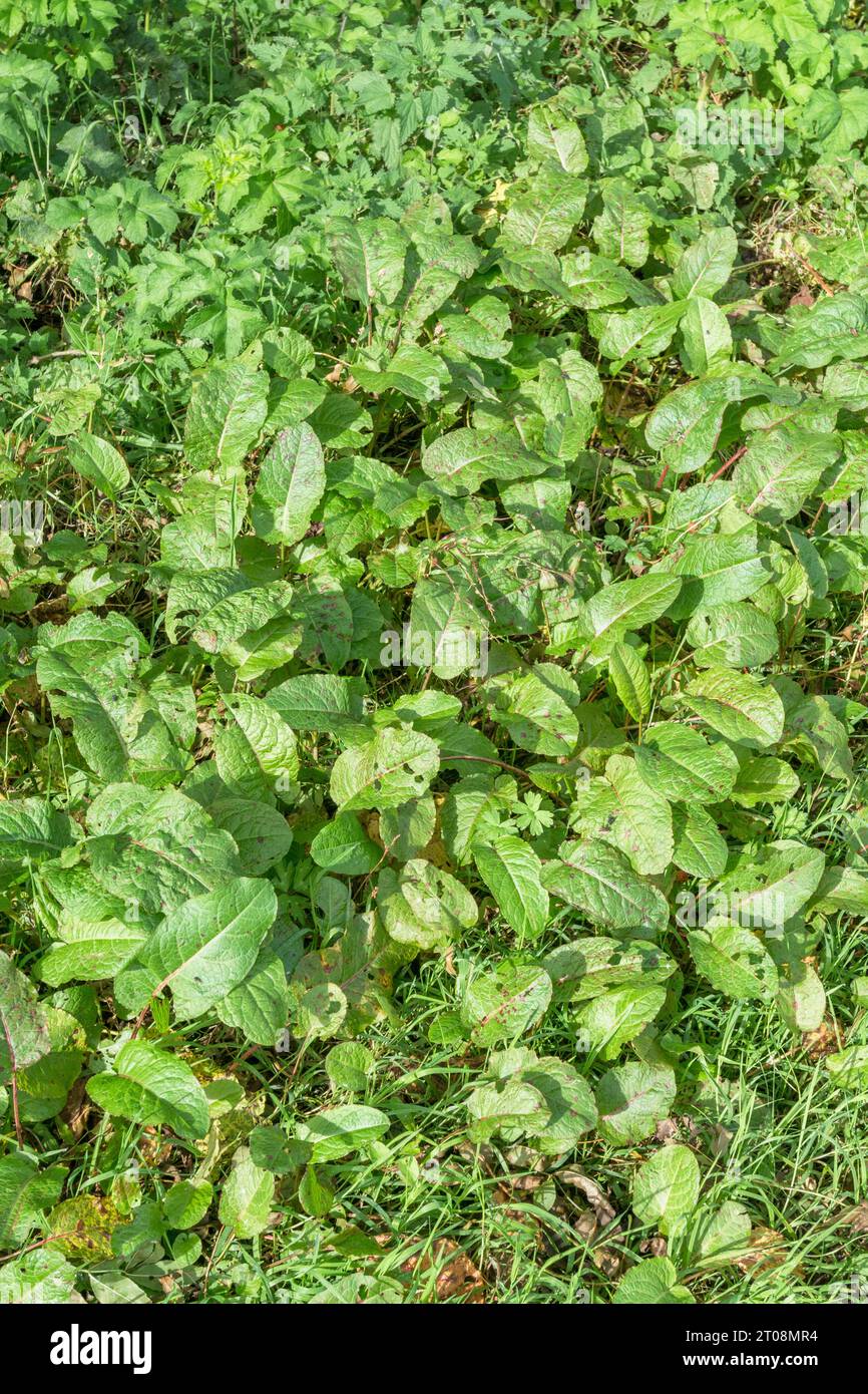 Mass of clustered Broad-leaved Dock / Rumex obtusifolius plants growing in corner of field. Common UK weed, once used in herbal medicine / remedies. Stock Photo