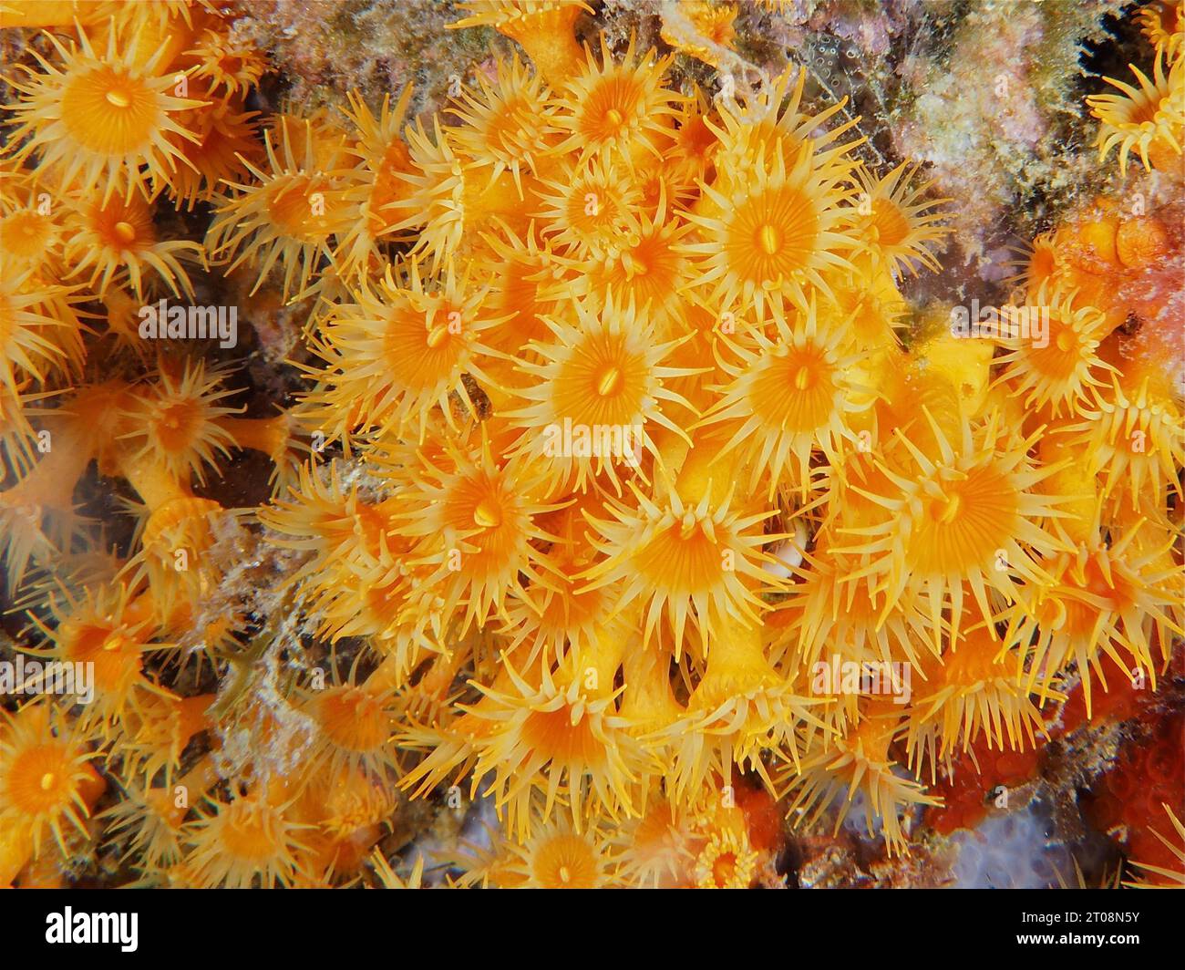 Yellow cluster anemone (Parazoanthus axinellae), Iles Medes dive site, L' Estartit, Costa Brava, Spain, Mediterranean Sea Stock Photo