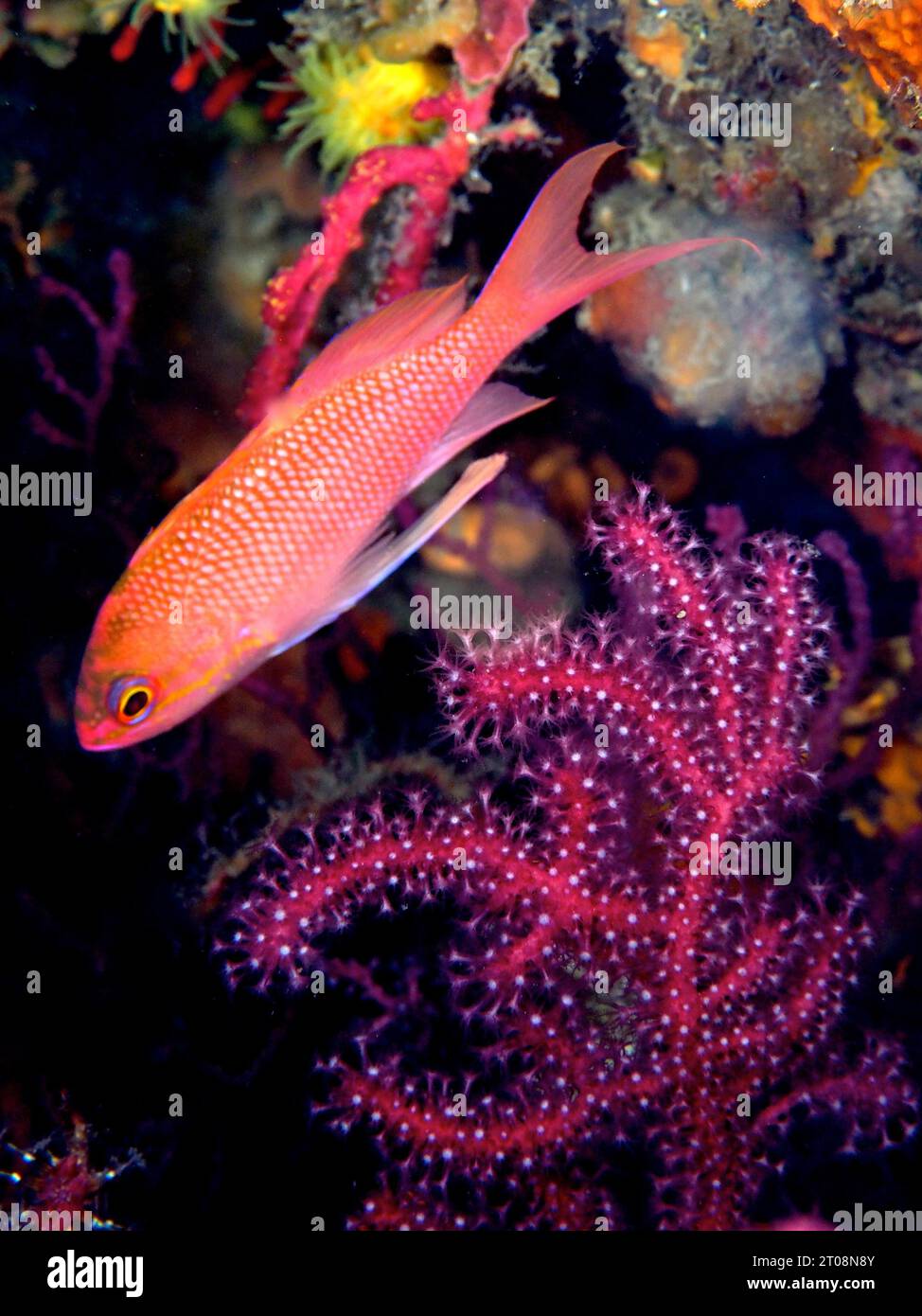 Mediterranean Flagfish (Anthias anthias), Dive Site Marine Reserve Cap de Creus, Cadaques, Costa Brava, Spain, Mediterranean Sea Stock Photo