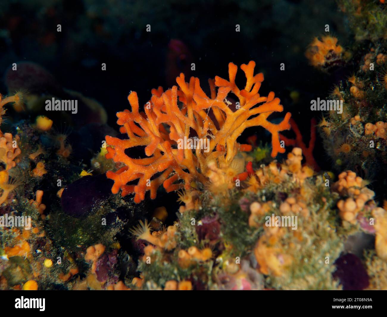 False coral (Myriapora truncata), bryozoan, diving site marine reserve Cap de Creus, Rosas, Costa Brava, Spain, Mediterranean Sea Stock Photo