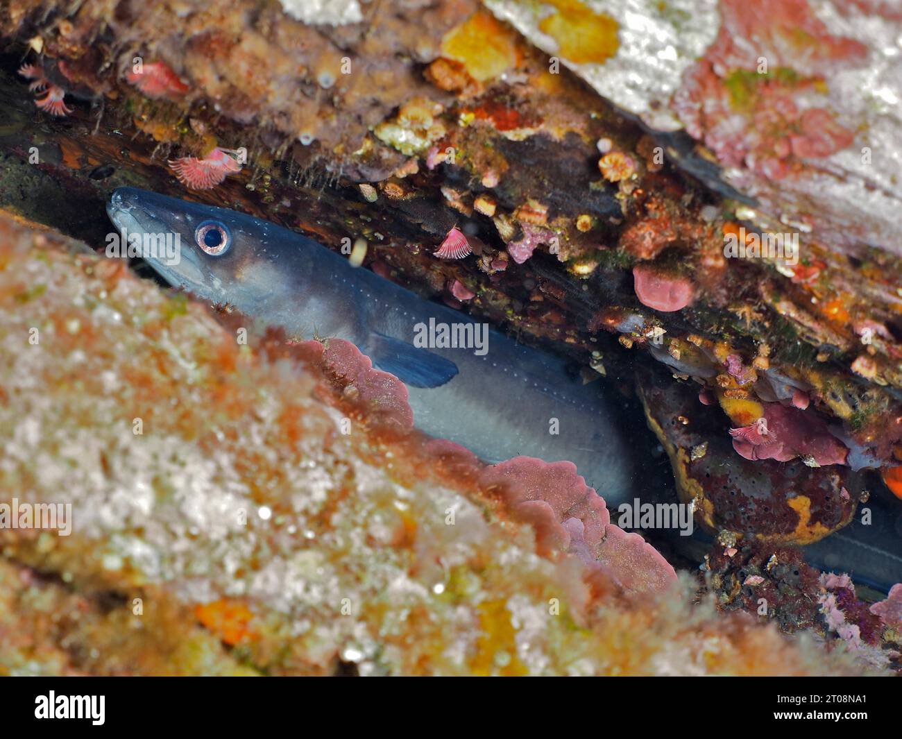 Conger eel (Conger conger) Eel, Dive site Marine Reserve Cap de Creus, Rosas, Costa Brava, Spain, Mediterranean Sea Stock Photo
