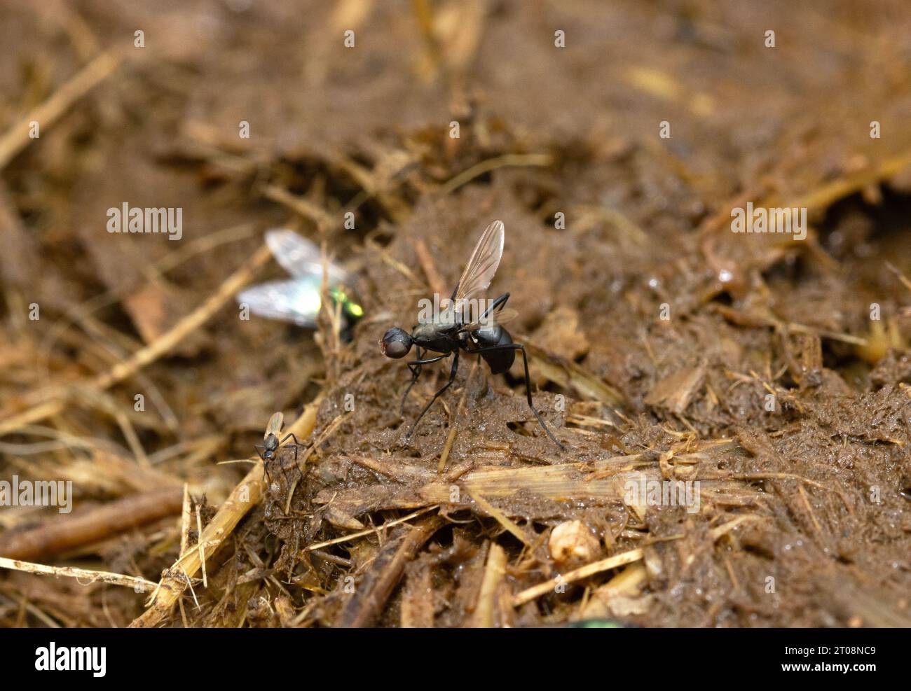 Groups of Long-legged Fly are often seen on fresh dung. They are ant mimics and also called Black Scavenger Flies. They constantly wave their wings. Stock Photo