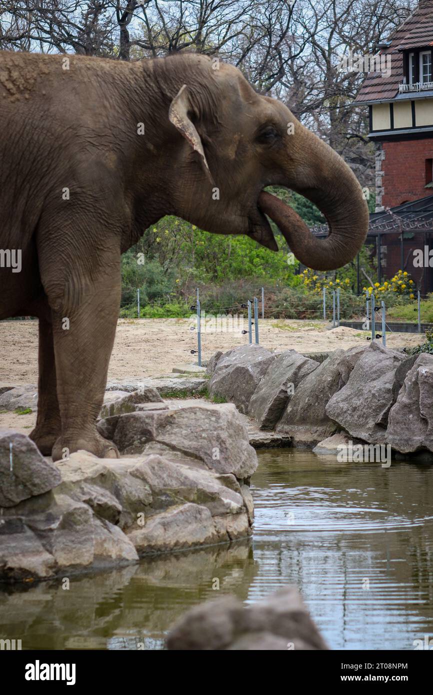 An elephant in a zoo drinking water Stock Photo